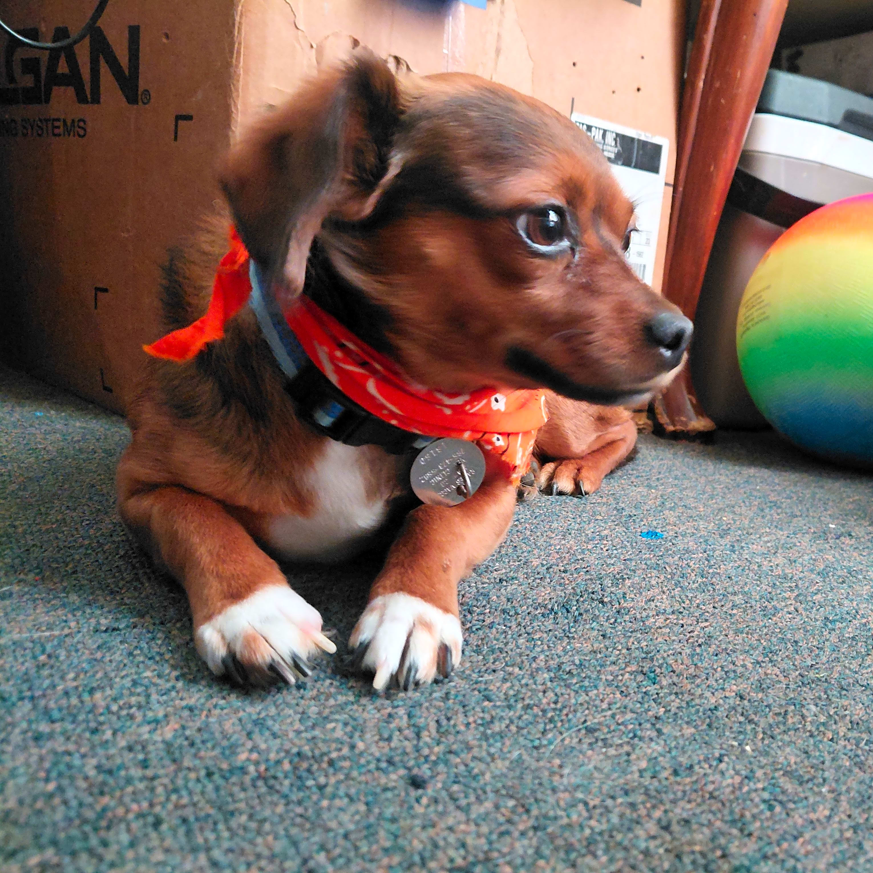 Photo of Yoda