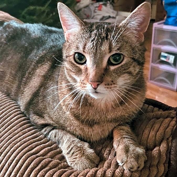 Photo of Prancer