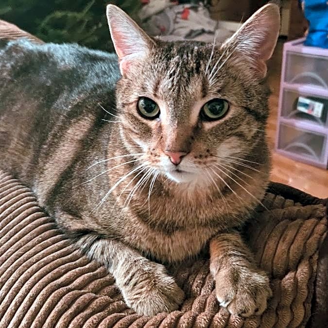 Photo of Prancer