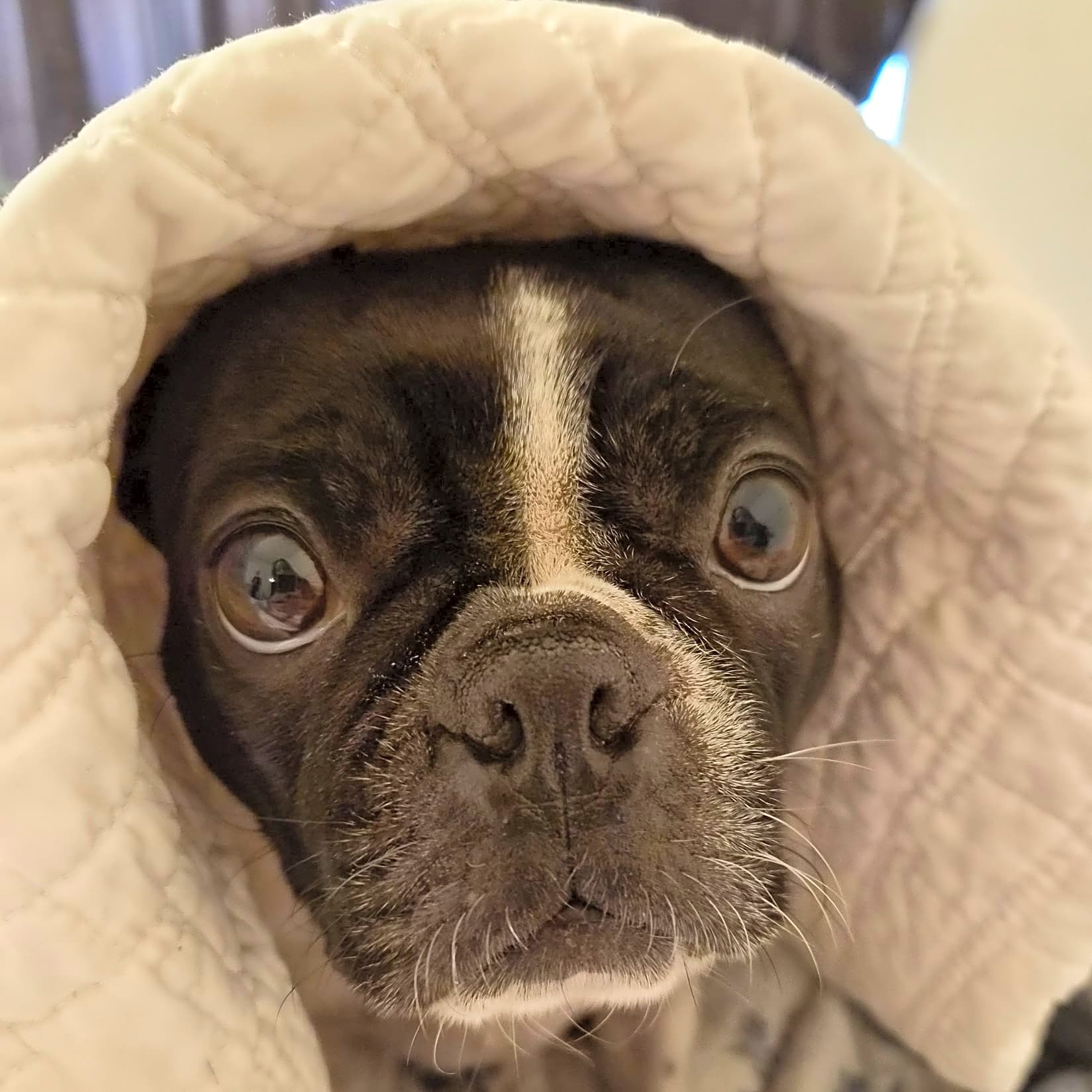 Photo of Lilly
