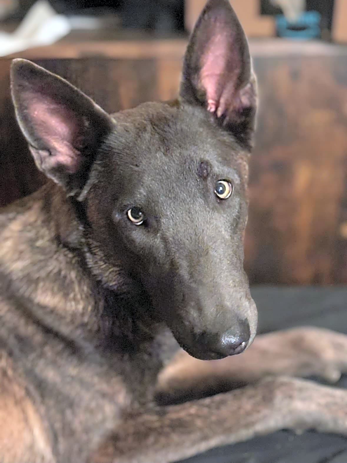 Photo of Pepper