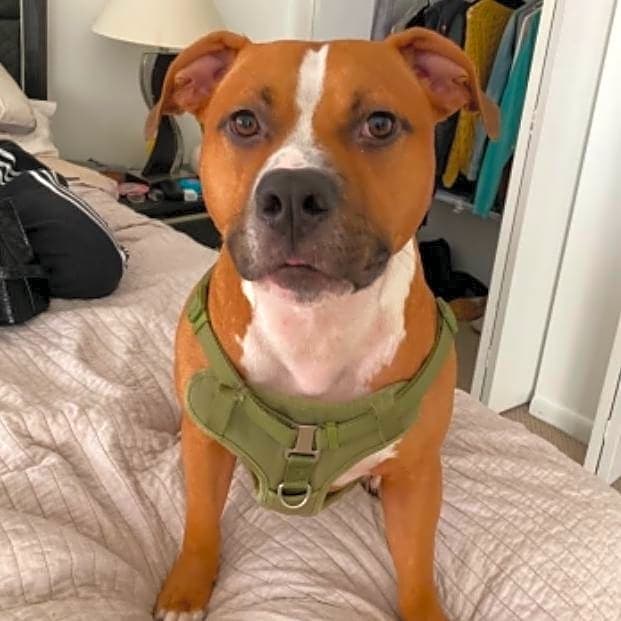 Photo of Chance