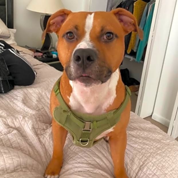 Photo of Chance