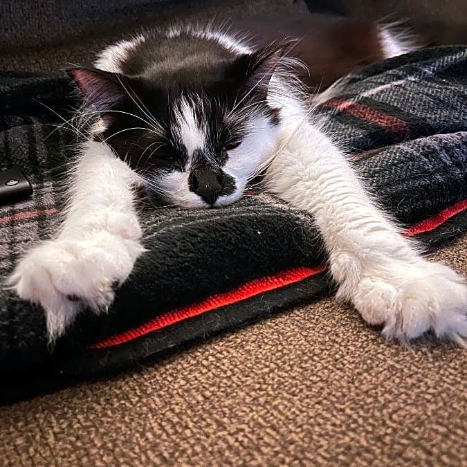 Photo of Kit