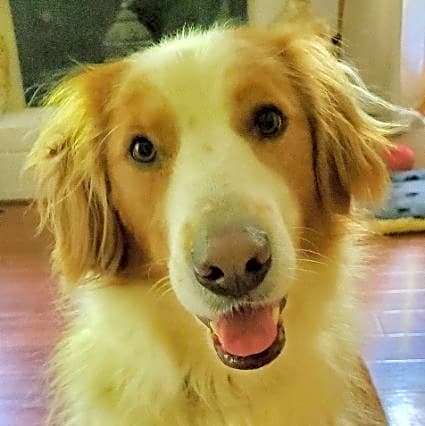 Photo of Luna