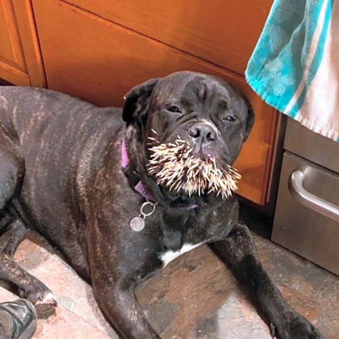 Photo of Lily