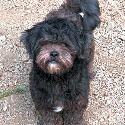 Photo of Bear