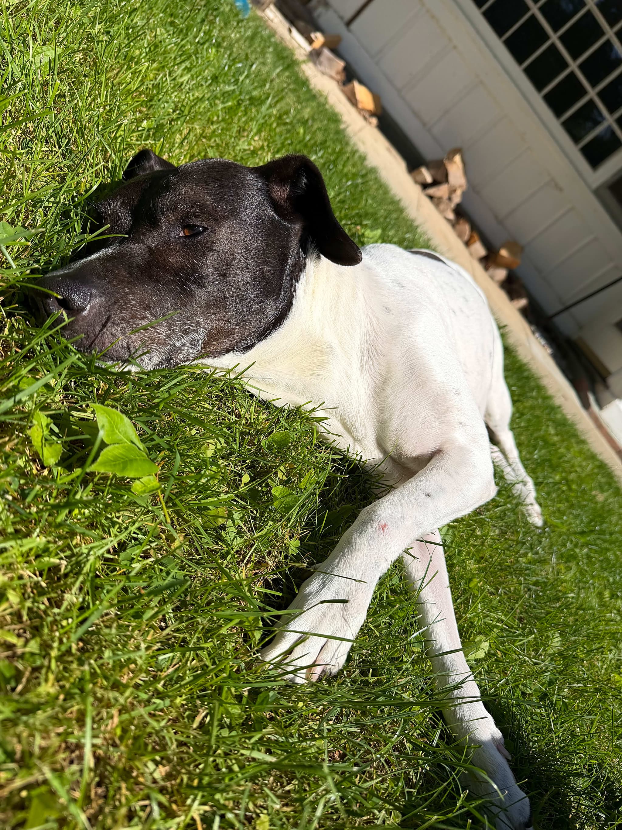 Photo of Luna