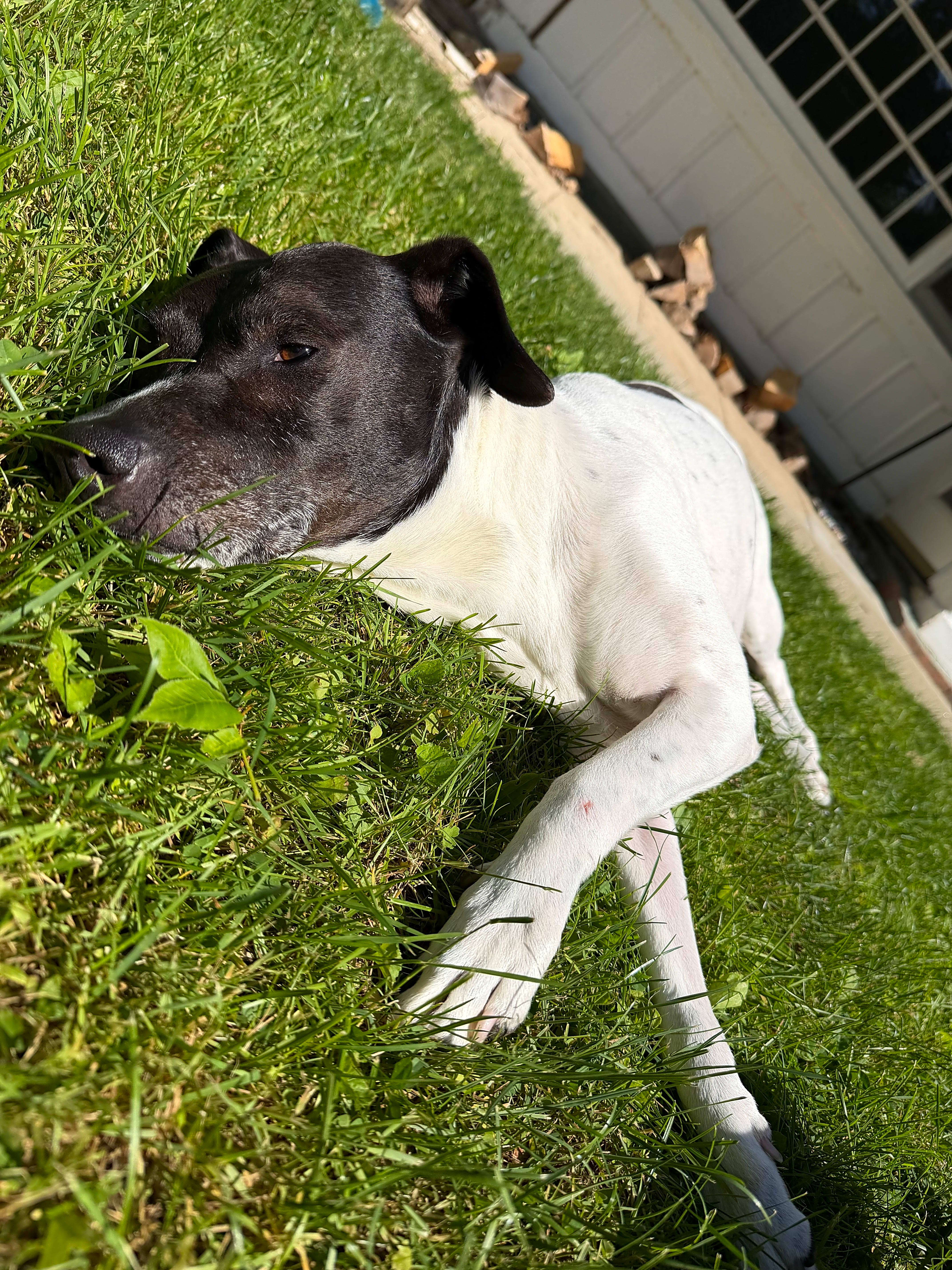 Photo of Luna