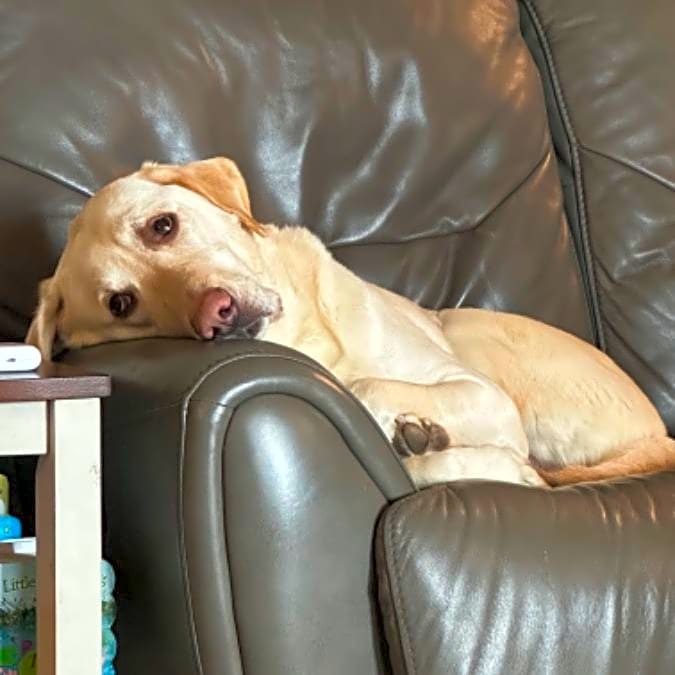 Photo of Cooper