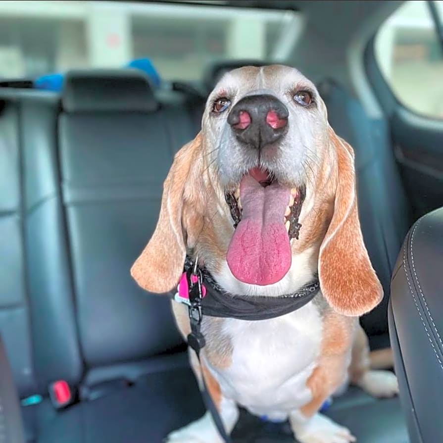 Photo of Lucy