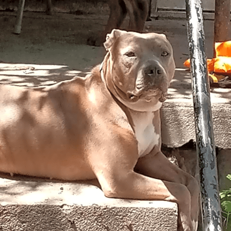 Photo of Mocha