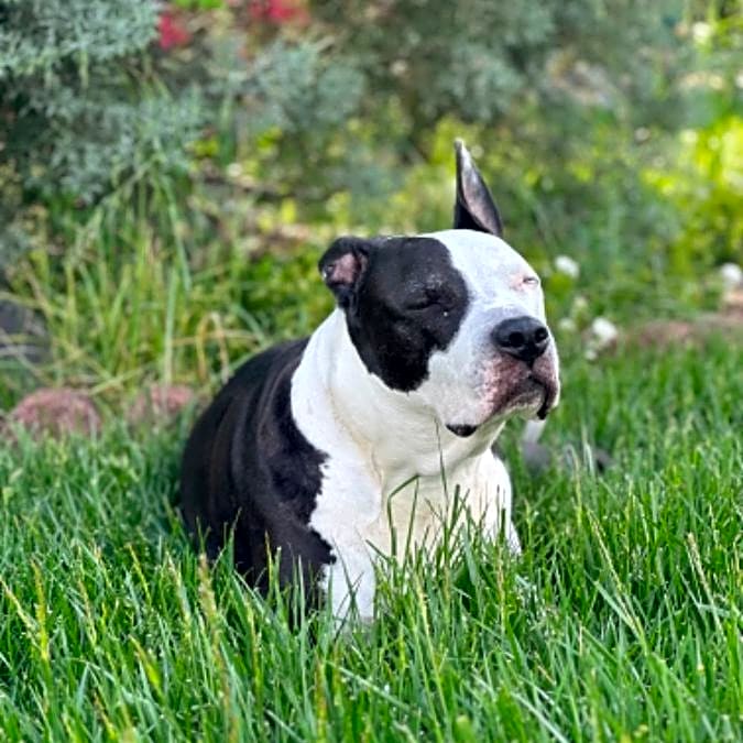Photo of Dante