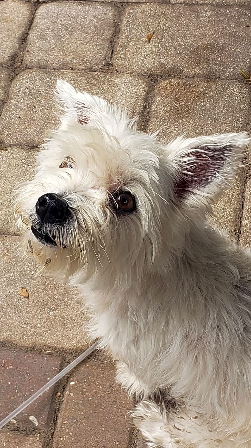 Photo of Snoopy
