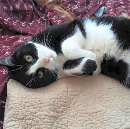 Photo of Pablo (aka Pablo the cat)