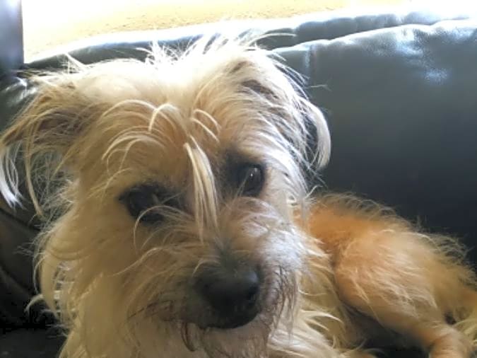 Photo of Archie