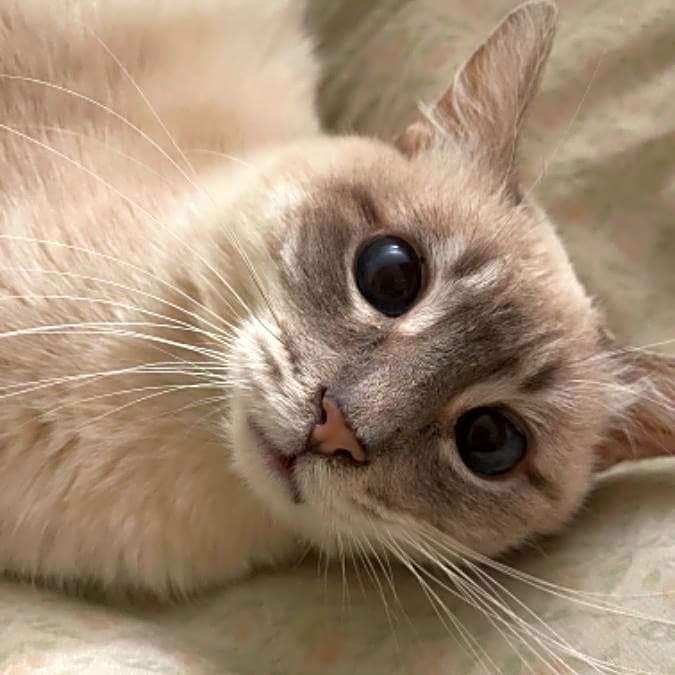 Photo of Mochi