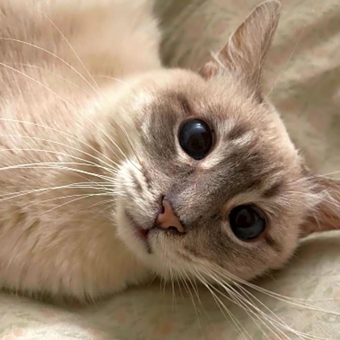 Photo of Mochi