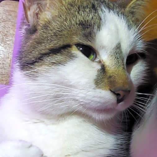 Photo of Loki