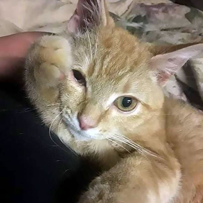 Photo of Tiger