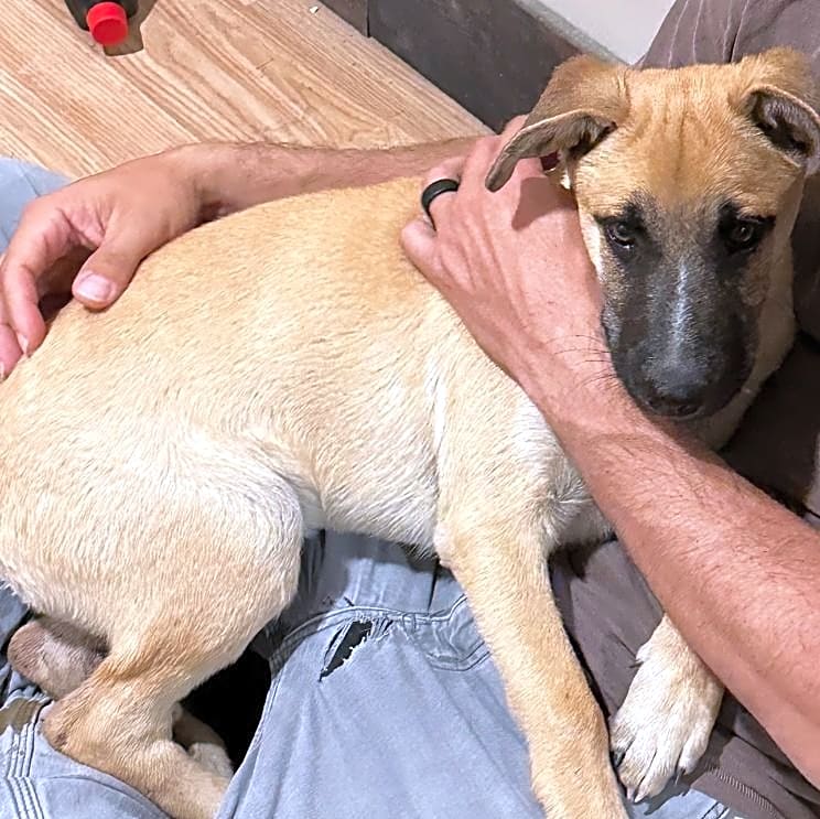 Photo of Champ