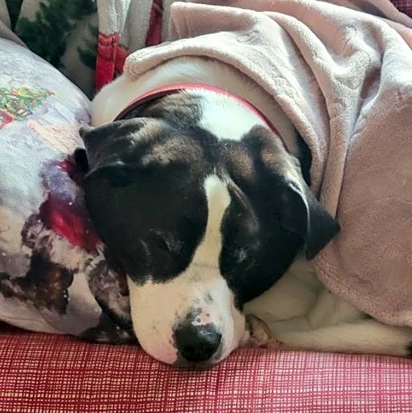 Photo of Knox
