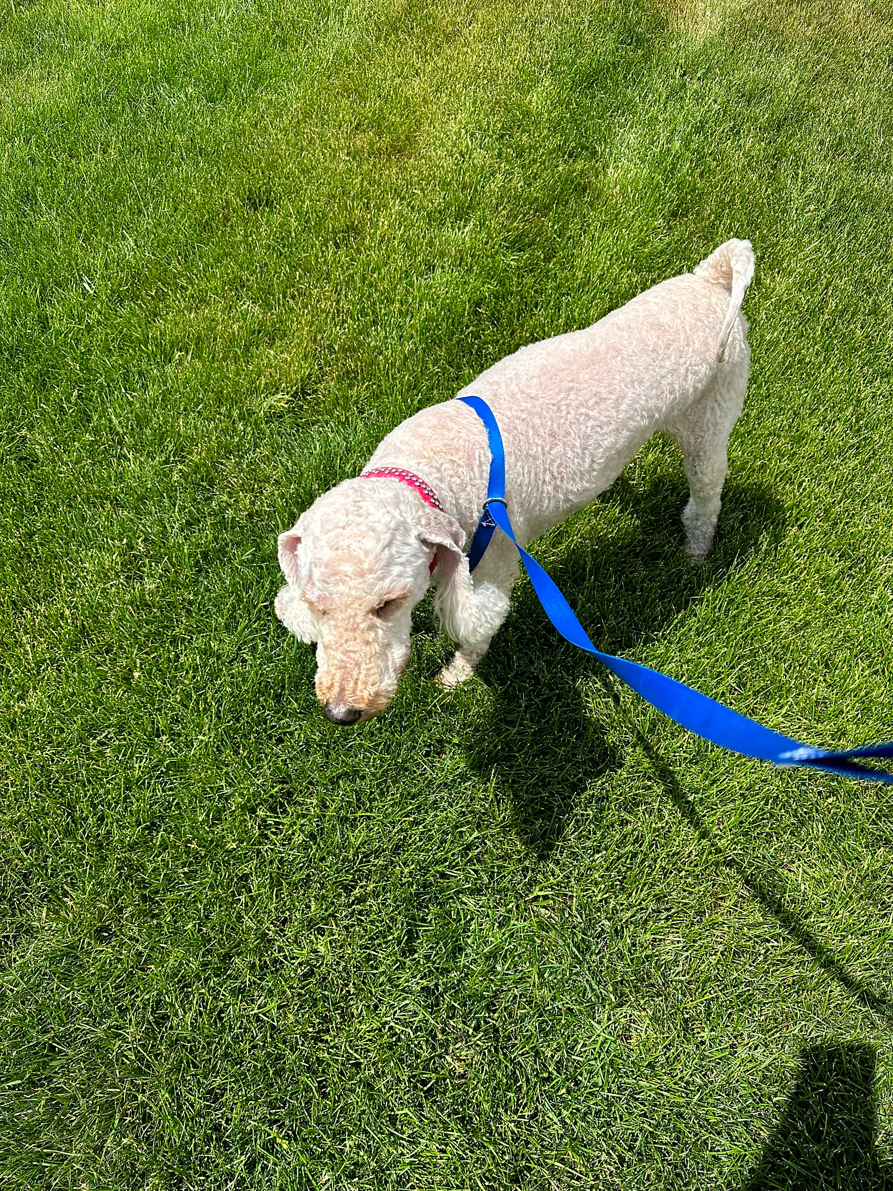 Photo of Penny Lane