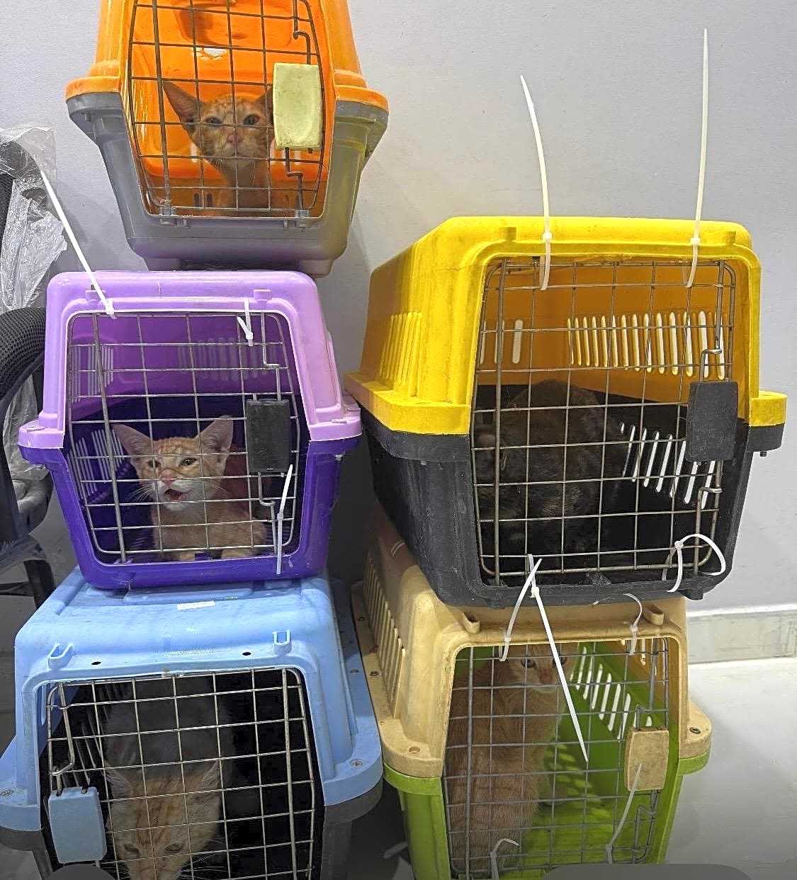 Photo of TNVR of 5 Cats