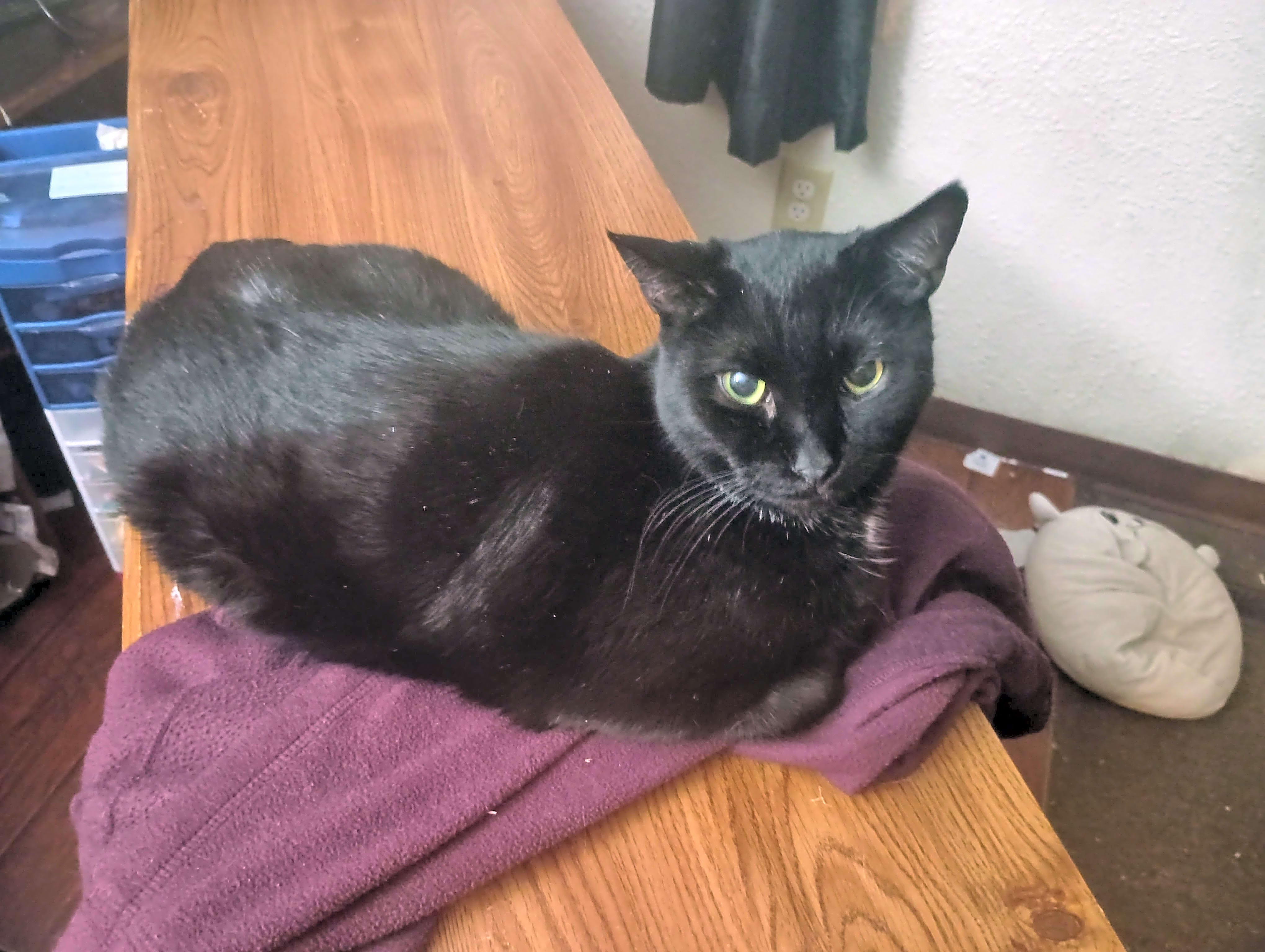 Photo of Buddy