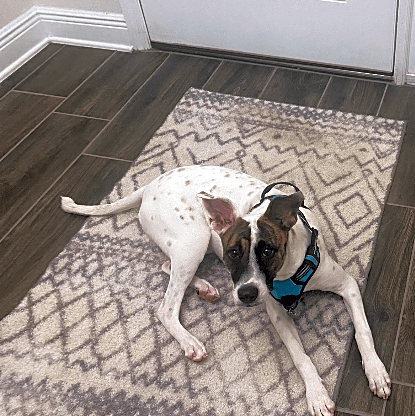 Photo of Luna