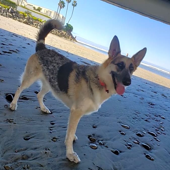 Photo of Marley