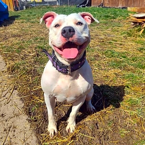 Photo of Pepper
