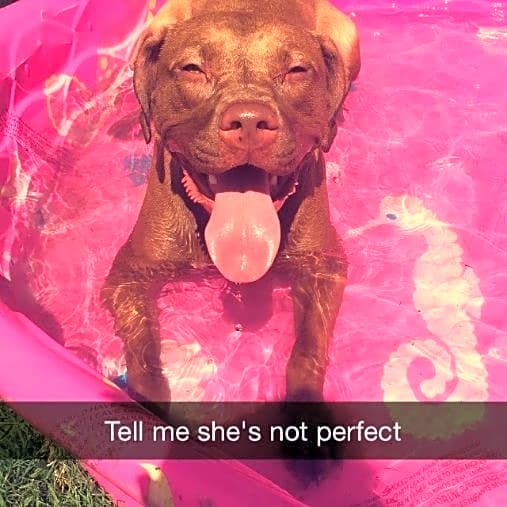 Photo of Stella