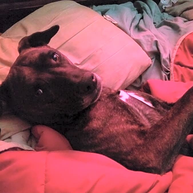 Photo of Juno