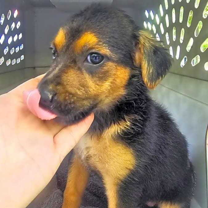 Photo of Parvo Puppies