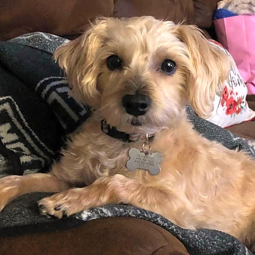 Photo of Stella