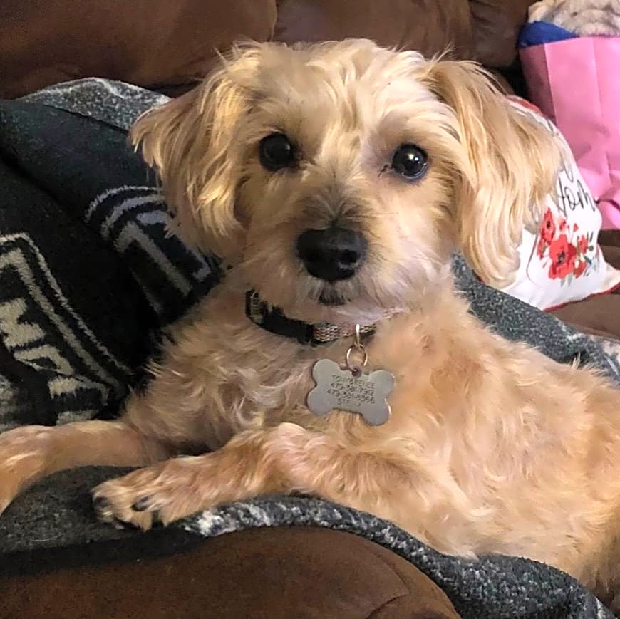 Photo of Stella