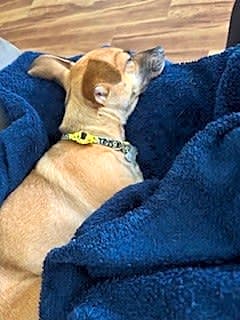 Photo of Willow