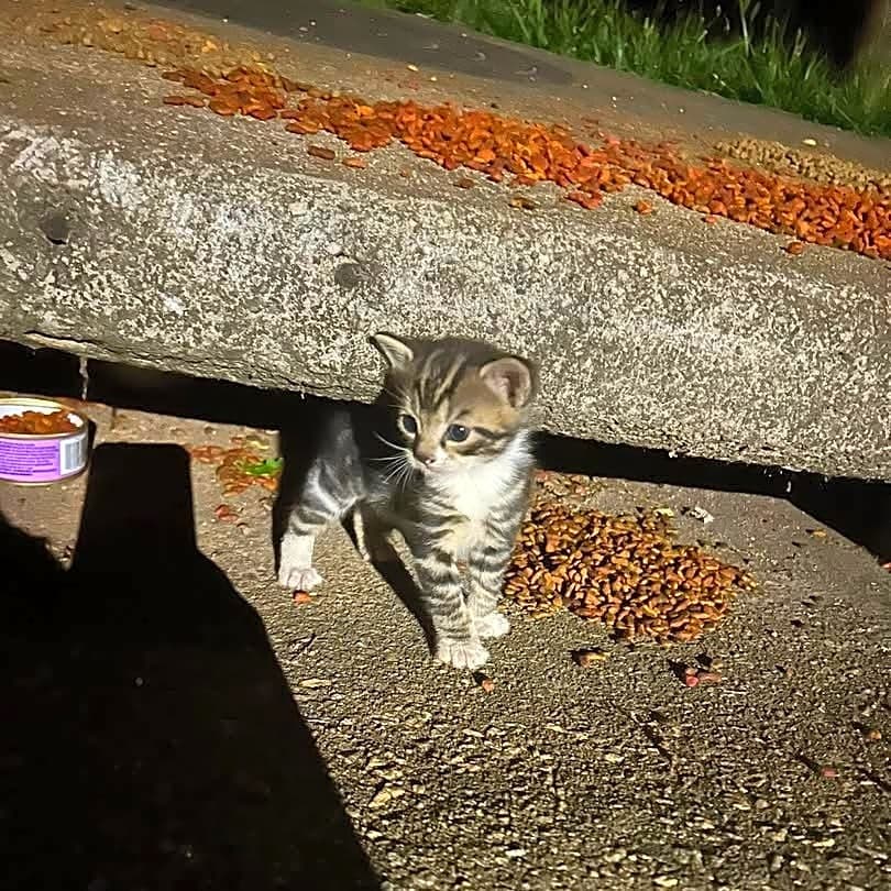 Photo of Mom and 4 kittens
