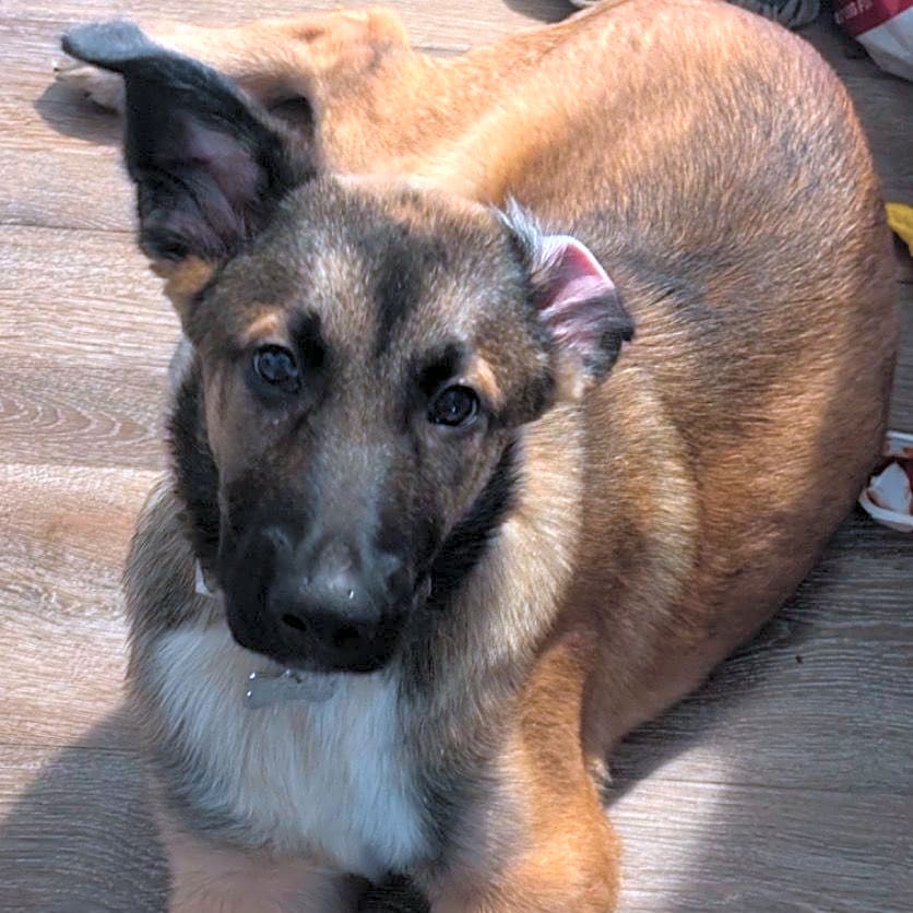 Photo of Nova