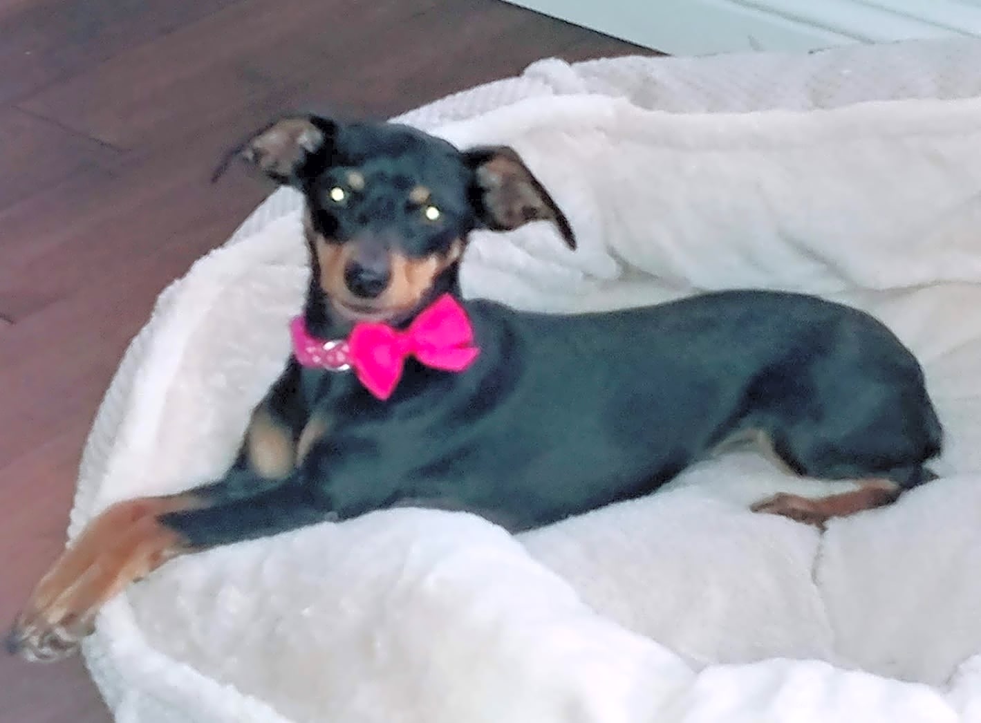 Photo of Nori