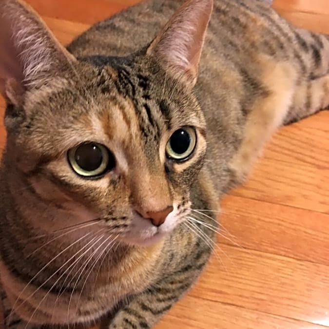 Photo of Shara