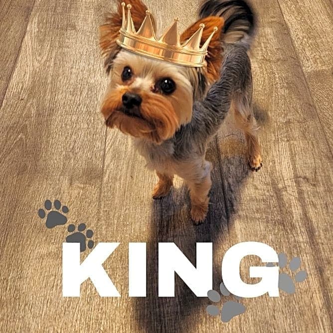 Photo of King