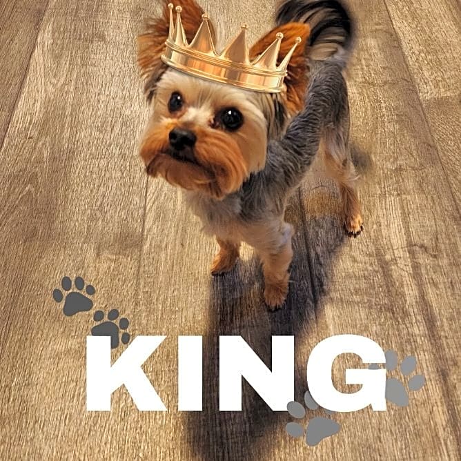 Photo of King