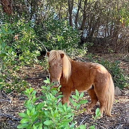 Photo of Harvey