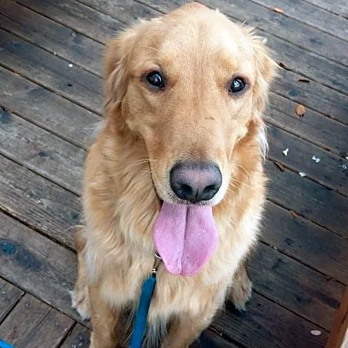 Photo of Tucker