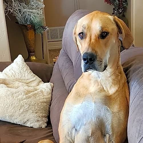 Photo of Rosie