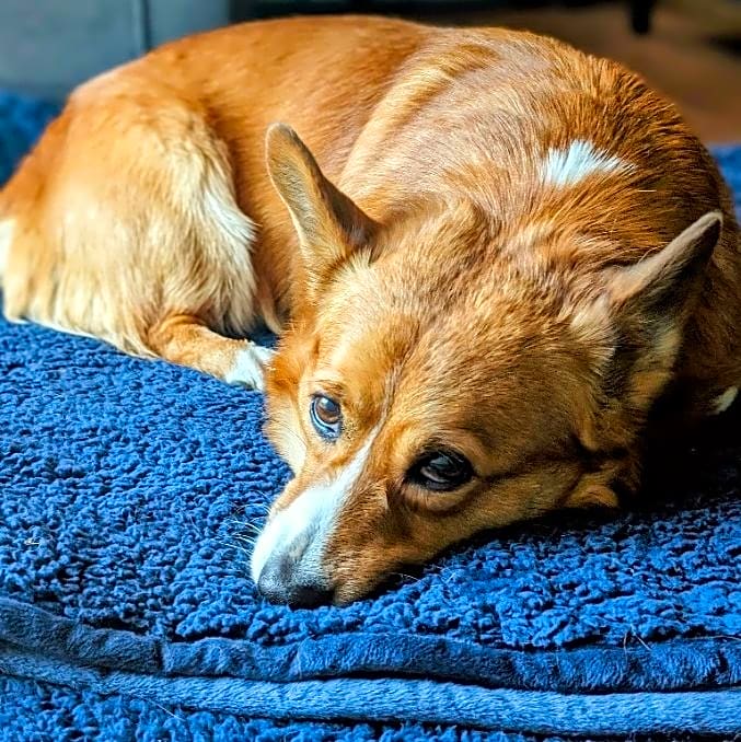 Photo of Odin