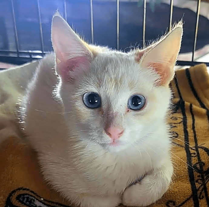 Photo of Phoenix