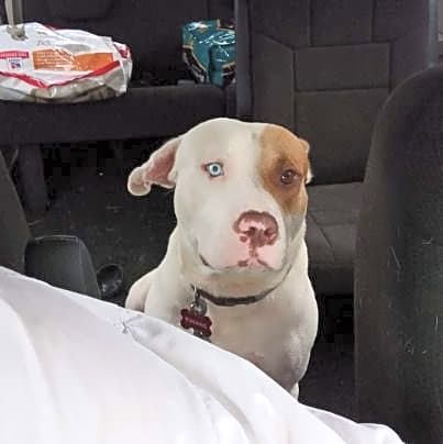 Photo of Zander